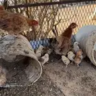 دجاج مفرخ للبيع