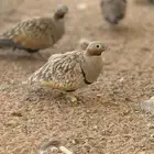 قطا كدري واحيمر ونغاق
