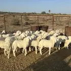 بهم مخلوط العدد 30 وكثره طليان