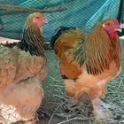 دجاج براهما اصيل كفو