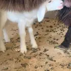 خروف ورخل للبيع