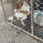 ديكه بلدي العدد 8