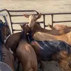 تيوس كفو فل شحم( تم البيع )