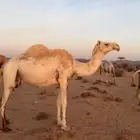 اللقحه الكفو للبيع