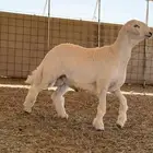 مشروع صنف الصنف