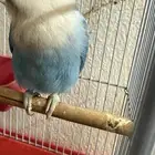 طير روز للبيع