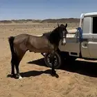 حصان