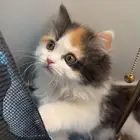 قطه انثى