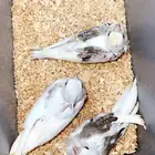 فروخ كروان للعشاق الطفرات والنوادر ( تم البيع )