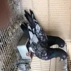 حمام باكستاني