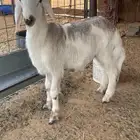 خروف حري