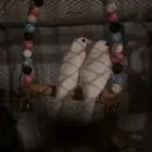 ابها