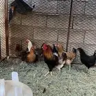 تم البيع