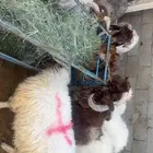 غنم نعيم طليان بغرب الرياض بلدي