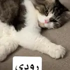 قطط للتبني