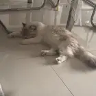 قطط أنثي للتبني الكل او اثنين او واحدة