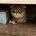 للتبني العاجل قط سكوتش فولد