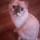 قطه للبيع