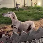 سلقه عربيه اصليه
