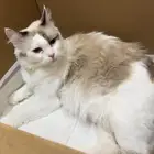 قطه شيرازيه