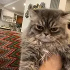 قطط للتبني عمر ست شهور ذكر واحد فقط 10 شهور