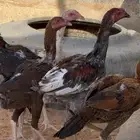 دجاج بشاير باكستاني سندي