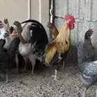 دجاج بلدي