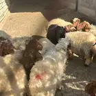 خرفان نعيمي بلدي أسعار عروض