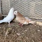 للبيع حمام مصري