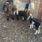 معزا كل وحده معها واحد