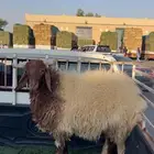 للبيع خروف نعيم