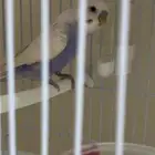 طير ذكر بادجي هولندي ( تم البيع )