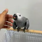 للبيع كاسكو