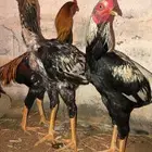 نمره- المخواة - القنفذة. دجاج باكستاني سندي العدد 6 ذكور