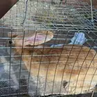 أرنب ماشالله سريعه ونضيفه