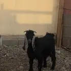 تيس للبيع