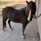 للبيع سيسية