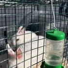 ارانب القزم الحجم مايكبر سليمه ونظاف تربيه بيت