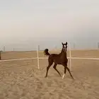 مهر واهو مكس بدقري ابطال