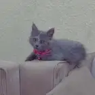 قطه لتبني