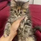 قطوه شرازي هجين هملايا