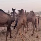 حشو للبيع