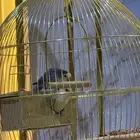 عصافير روز