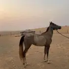 فرس شعبيه طيبه