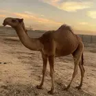 قعود اشعل طيب