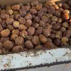 برحي تمر