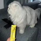 قطوه سكوتش فولد للتبني