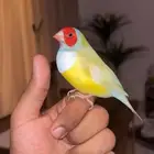 ذكر قولدين فينش باستيل اليف