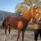 فرس شعبية كفو