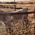 مهر جزيري عمره سنه وا 9شهور او 8شهور ومعه اوراق